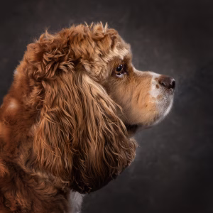 cocker-spaniel-kansas-city-photography